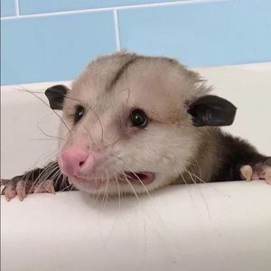 Meet your Posher, Jordan